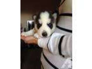 Siberian Husky Puppy for sale in FLUSHING, NY, USA