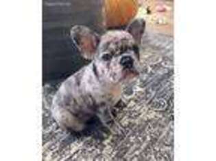 French Bulldog Puppy for sale in Berne, IN, USA