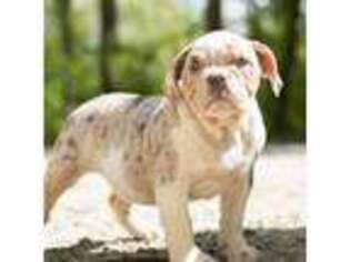 Olde English Bulldogge Puppy for sale in Warsaw, IN, USA