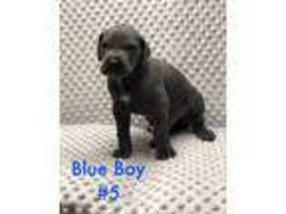 Great Dane Puppy for sale in Fruitland Park, FL, USA