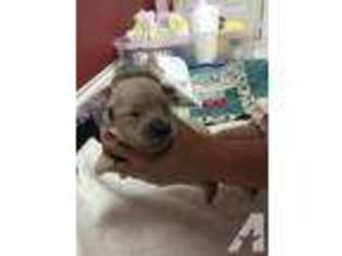 Golden Retriever Puppy for sale in RINGGOLD, GA, USA