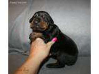 Doberman Pinscher Puppy for sale in Summersville, WV, USA
