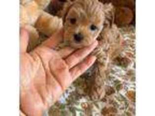 Mutt Puppy for sale in Norman, OK, USA