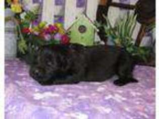 Newfoundland Puppy for sale in Chanute, KS, USA