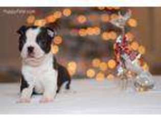 Boston Terrier Puppy for sale in Roy, WA, USA