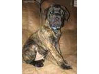 Mastiff Puppy for sale in Clay, KY, USA