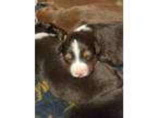 Australian Shepherd Puppy for sale in Pawtucket, RI, USA