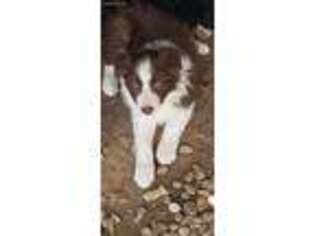 Border Collie Puppy for sale in Park City, UT, USA