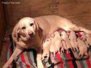 Labrador Retriever Puppy for sale in Altus, AR, USA