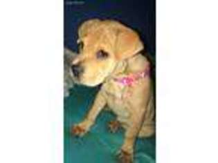 Mutt Puppy for sale in Elmsford, NY, USA