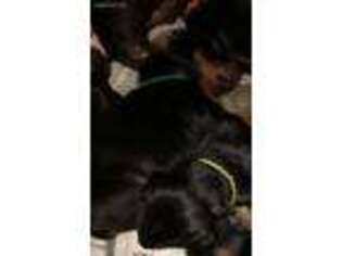 Doberman Pinscher Puppy for sale in Belmont, NH, USA
