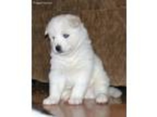 Siberian Husky Puppy for sale in Spring City, TN, USA