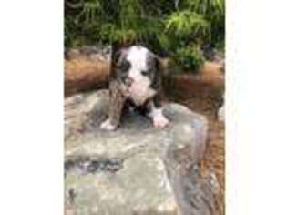 Olde English Bulldogge Puppy for sale in Atlanta, GA, USA