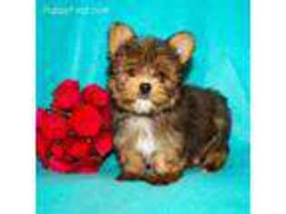 Yorkshire Terrier Puppy for sale in West Lafayette, OH, USA