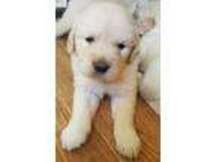 Golden Retriever Puppy for sale in Norwood, NC, USA