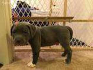 Mutt Puppy for sale in Sylvania, OH, USA