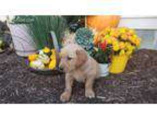Golden Retriever Puppy for sale in Burlington, WV, USA