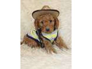 Goldendoodle Puppy for sale in Orange, TX, USA