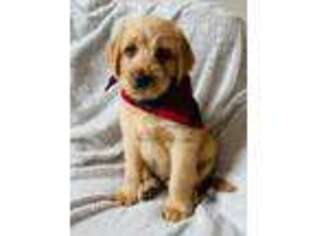 Labradoodle Puppy for sale in Grottoes, VA, USA
