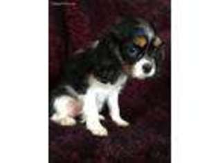 Cavalier King Charles Spaniel Puppy for sale in Asheville, NC, USA