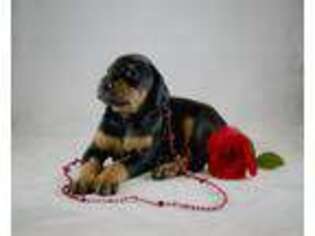Doberman Pinscher Puppy for sale in Harrisonburg, VA, USA