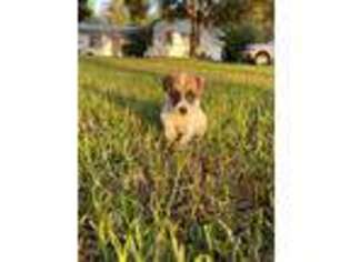 Jack Russell Terrier Puppy for sale in Murrieta, CA, USA
