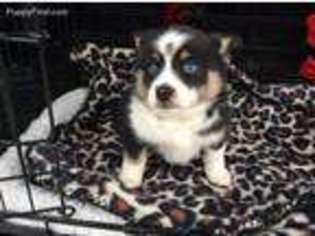 Siberian Husky Puppy for sale in Clare, MI, USA
