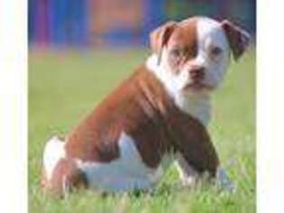 American Bulldog Puppy for sale in Luling, TX, USA