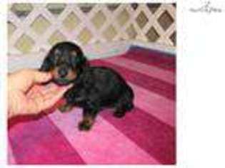 Dachshund Puppy for sale in Fort Worth, TX, USA