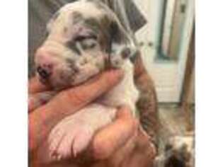 Great Dane Puppy for sale in Iowa Park, TX, USA