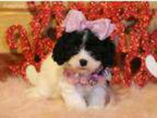 Cavapoo Puppy for sale in Falcon, MO, USA