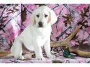 Labrador Retriever Puppy for sale in Rupert, ID, USA