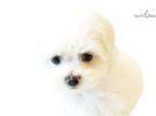 Maltese Puppy for sale in Hattiesburg, MS, USA