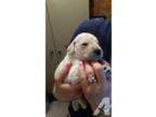 Labradoodle Puppy for sale in CARLYLE, IL, USA