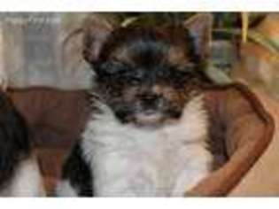 Biewer Terrier Puppy for sale in Foley, AL, USA