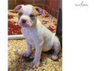 Alapaha Blue Blood Bulldog Puppy for sale in Wilkes Barre, PA, USA