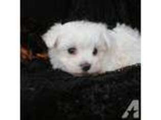 Maltese Puppy for sale in ROLLA, MO, USA
