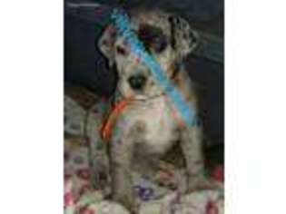 Great Dane Puppy for sale in Gunnison, CO, USA
