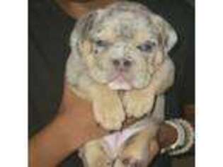 Bulldog Puppy for sale in Paducah, KY, USA