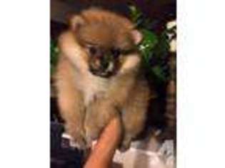 Pomeranian Puppy for sale in SANTA CLARITA, CA, USA