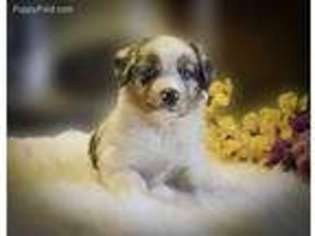 Australian Shepherd Puppy for sale in Warrenton, MO, USA
