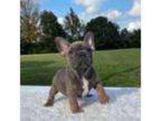French Bulldog Puppy for sale in Mount Vernon, MO, USA