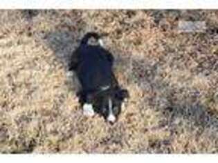 Border Collie Puppy for sale in Kansas City, MO, USA
