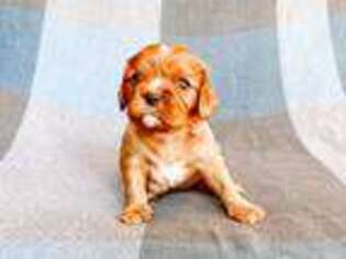 Cavalier King Charles Spaniel Puppy for sale in Hawkins, TX, USA