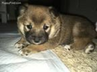 Shiba Inu Puppy for sale in Owasso, OK, USA