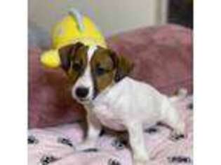 Jack Russell Terrier Puppy for sale in Plano, TX, USA