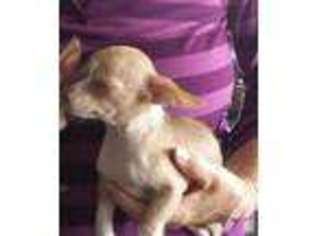 Chinese Crested Puppy for sale in SANTEE, CA, USA