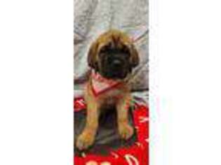 Mastiff Puppy for sale in Chehalis, WA, USA
