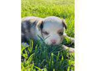 Miniature Australian Shepherd Puppy for sale in Lake Lillian, MN, USA