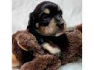 Dachshund Puppy for sale in Rainbow City, AL, USA